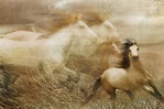 "Wild Horses & Renegades": screening at Telluride's Library Tuesday ...