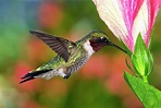 Hummingbird Feeding On Hibiscus by Dansphotoart On Flickr
