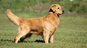 24 Cool Gold Golden Retriever Dog Breed Profile Facts - DogDwell