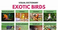 Exotic Birds | List of 25+ Exotic Birds and Fun Facts about Them • 7ESL