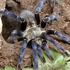 Cyriopagopus lividus - cobalt blue : r/tarantulas
