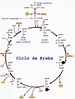 Ciclo de Krebs: definição, funcionamento, reações e funções
