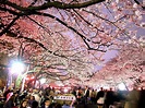 上野公園櫻花 - Japan Web Magazine