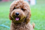 Goldendoodle Puppy Time Lapse - Timberidge Goldendoodles