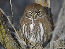 Austral Pygmy-Owl - eBird