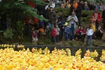 Tübingen Duck Race Festival | Information Hub Of Besties