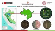 Ukukui: exploramos y cuidamos los bosques - YouTube