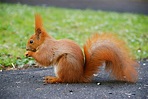 File:Squirrel by mareckr.jpg - Wikipedia