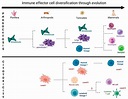 Cells | Free Full-Text | Evolution of Cellular Immunity Effector Cells ...