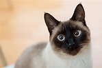 7 raças de gatos que você precisa conhecer