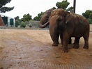 Asian Elephants,auto safari,Mallorca - ZooChat