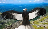 Observer le vol du condor des Andes dans la région d’Arequipa ...