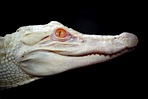 White Wolf : An extremely rare albino alligator is taking up residence ...