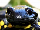 SAPOS Y CULEBRAS: Descubriendo el mundo de loa anfibios y reptiles