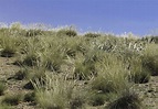 Macrochloa tenacissima - Plant Biodiversity of South-Western Morocco