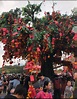 香港大埔林村許願樹 - 每日頭條