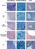 Histology of leukaemias arising in Mll–AF9 mice. Histology was carried ...