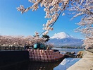 【富士山與櫻花】一生一次櫻花富士！三個最靠近富士山的賞櫻天堂