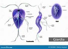 The Structure of Giardia Lamblia of Cyst and Trophozoite. Giardiasis ...