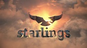 Starlings Official Logo । Starlings - Live Entertainment - YouTube