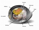 Amniotes - Definition, Characteristics and Evolution | Biology Dictionary