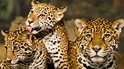 Alerta UNAM sobre mayor peligro de extinción del jaguar | Fundación UNAM
