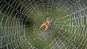Spiders in Hindu Dharma | HinduPad