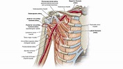 Arteria axilar y sus ramas | Diapositivas de Anatomía | Docsity