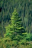 Pictures Of Spruce Trees - PictureMeta