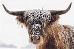 Snow-covered highland cow. (Photo credit to Pete Walls) [6000 x 4000 ...