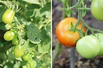 Grüne Tomaten nachreifen lassen - so gelingt es immer - Tomaten.de