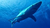 O que faz do Brasil uma ameaça ao futuro dos tubarões - que muita gente ...