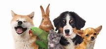 Group of cute pets on white background | Pets & Animals