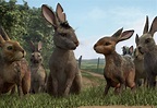 Who’s Who in Netflix’s ‘Watership Down’: All About Hazel, Fiver, and ...