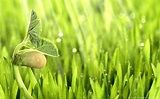 Seed Germination Wallpapers - Top Free Seed Germination Backgrounds ...