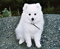 Japanese Spitz - Puppies, Rescue, Pictures, Information, Temperament ...