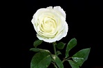 Imágene Experience: 12 fotos de rosas blancas - White roses to share
