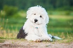 Old English Sheepdog Breed Info, Pictures, Traits & Facts | Hepper