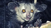10 Increíbles animales nocturnos 🦇 - YouTube
