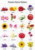 Types Of Flowers And Their Names And Pictures - bernieralice