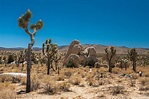 Besök Yucca Valley: det bästa med Yucca Valley – resa i Kalifornien ...