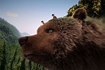 "L'Ours Montagne" : une force de la nature