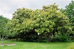 How to Grow Magnolia Grandiflora (Southern Magnolia Trees)
