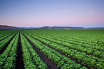 Agricultural Field of Lettuce Crops, Salinas, California | Richard Wong ...