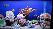 Serenescreen marine aquarium 3 keycode - safascor