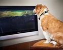 ¿Alguna vez has visto a tu perro viendo la televisión? Los perros ...
