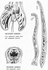 Adult - Parasitology - Global Healthcare