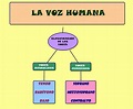 aula de música: Tipos de voz - Clasificación de la voz