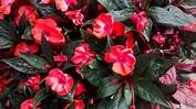 Alegría Guineana-Alegría de Guinea-Impatiens Hawkeri – Para Mi Jardín