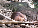 Beaver at the Montreal Biodome | Biodome, Animals, Fauna